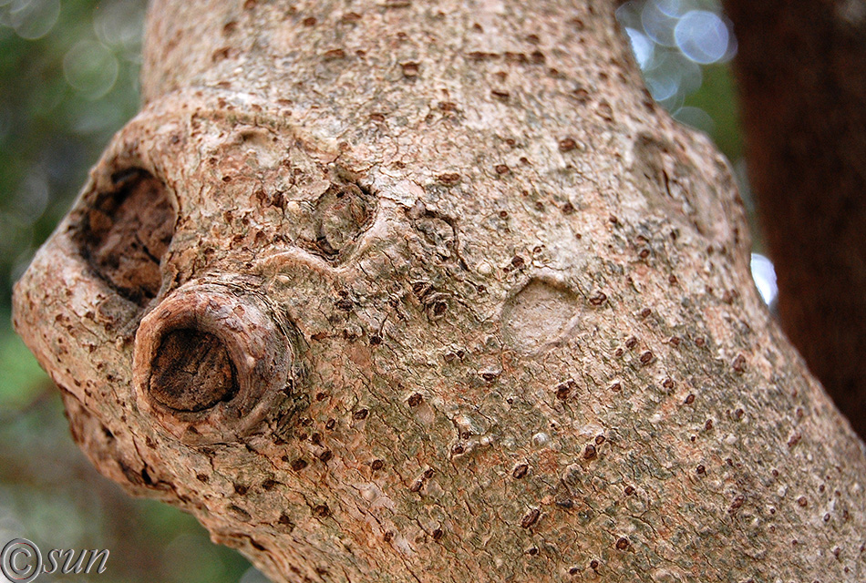 Изображение особи Pittosporum heterophyllum.