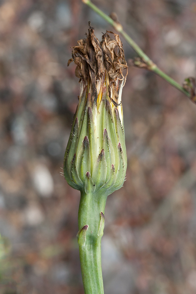 Изображение особи Hypochaeris radicata.