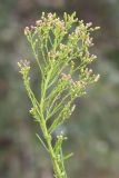 Conyza canadensis
