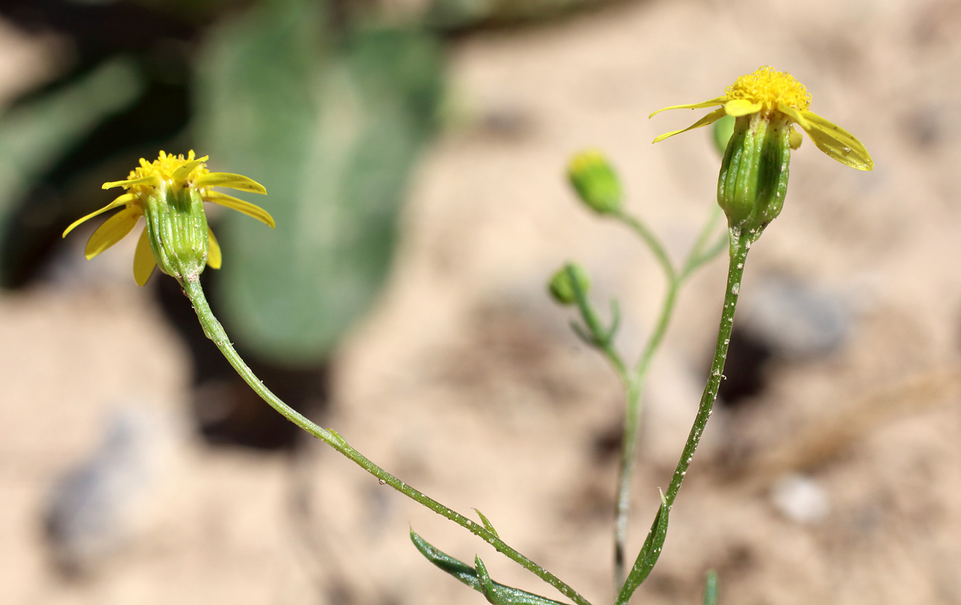 Изображение особи Senecio noeanus.