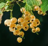 Ribes rubrum. Соплодия с созревшими плодами. Московская обл., Раменский р-н, окр. дер. Хрипань, садовый участок. 19.07.2015.