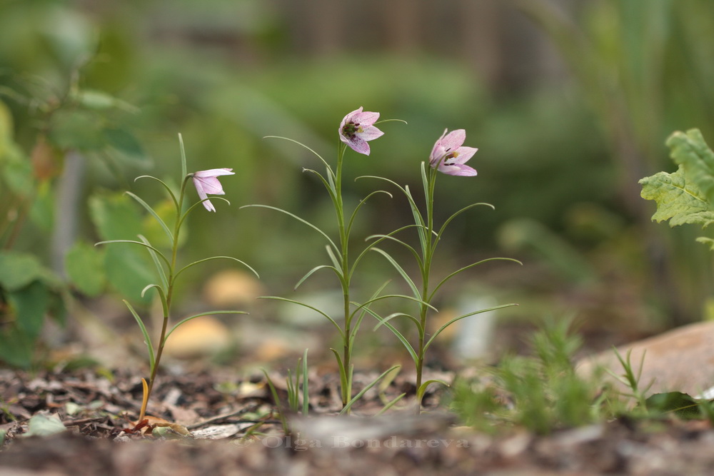 Изображение особи Lilium nanum.