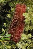 Banksia praemorsa. Соцветие (пёстрые листья принадлежат другому растению). США, Калифорния, Сан-Франциско, ботанический сад. 14.02.2014.