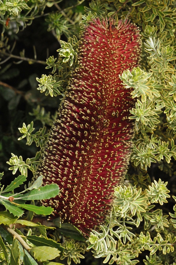 Image of Banksia praemorsa specimen.