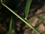 Agrostis gigantea