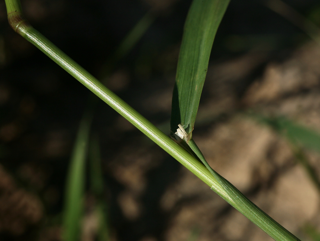 Изображение особи Agrostis gigantea.