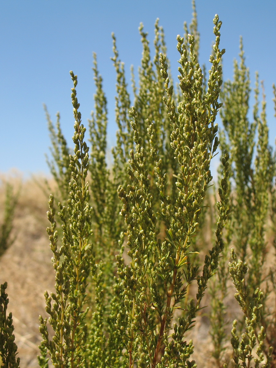 Изображение особи Artemisia cina.