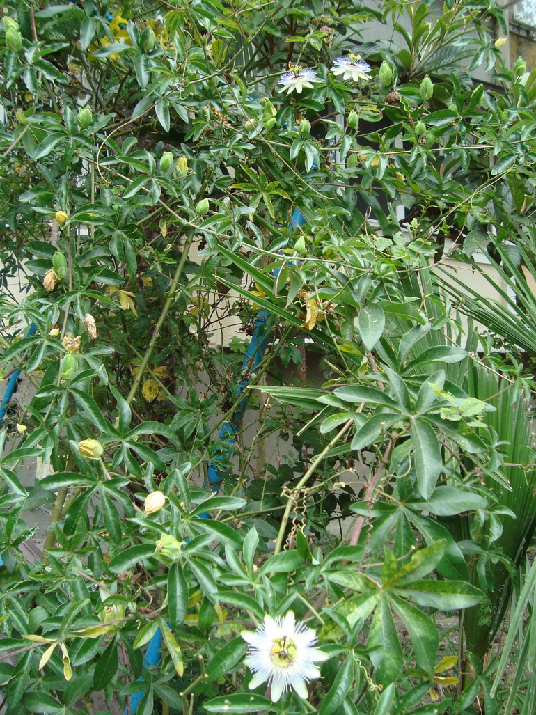 Image of Passiflora caerulea specimen.