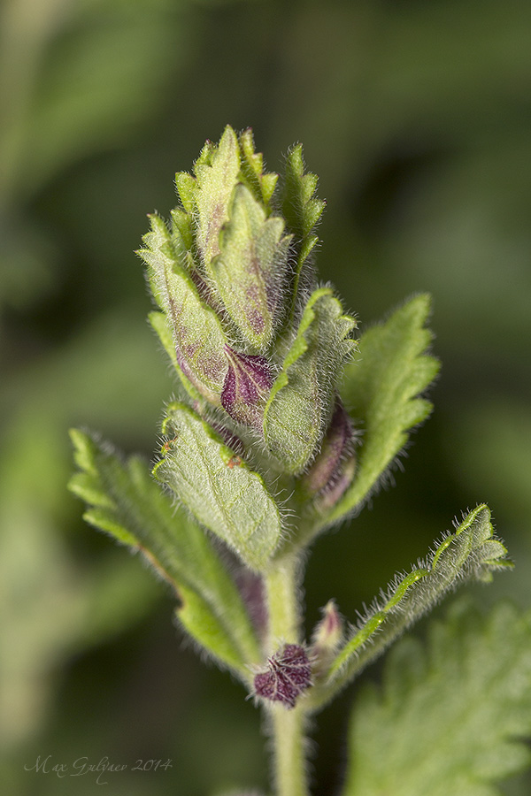 Изображение особи Teucrium chamaedrys.