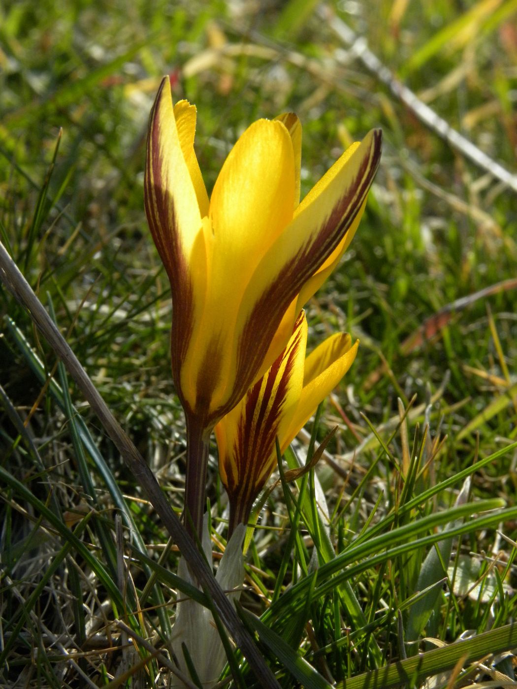 Изображение особи Crocus angustifolius.