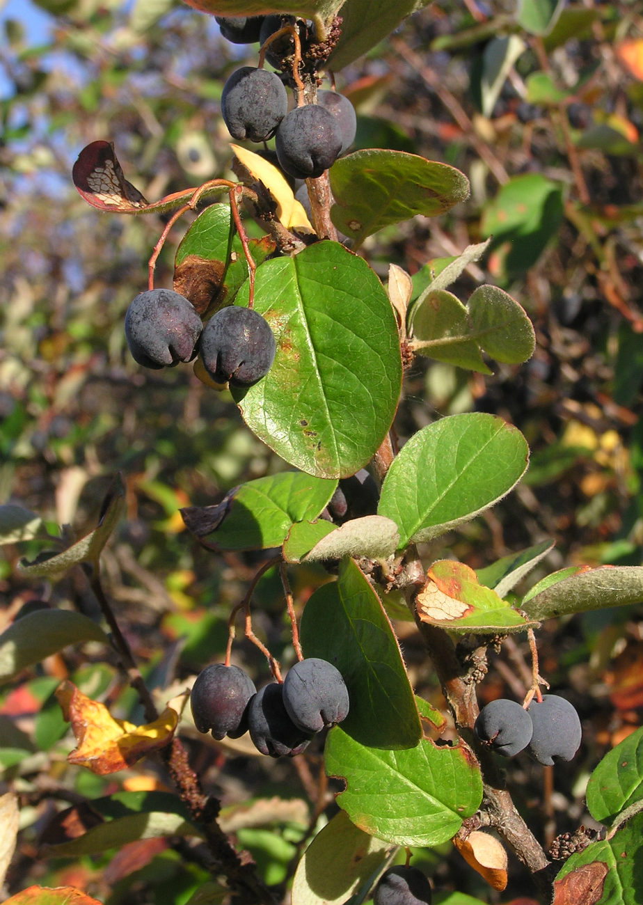 Изображение особи Cotoneaster melanocarpus.