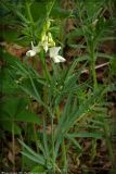 Lathyrus pallescens