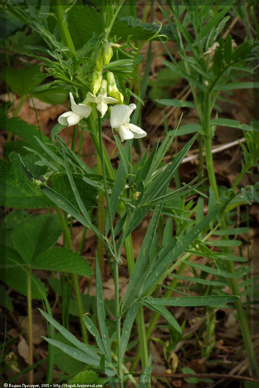 Изображение особи Lathyrus pallescens.