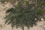 Reseda alba