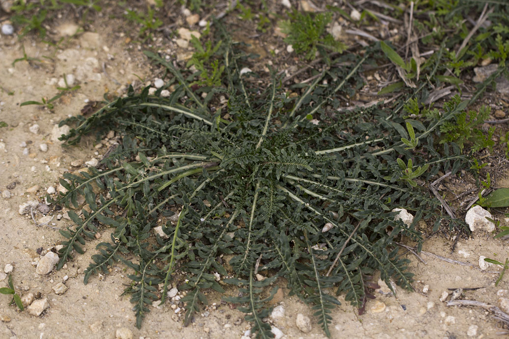 Image of Reseda alba specimen.