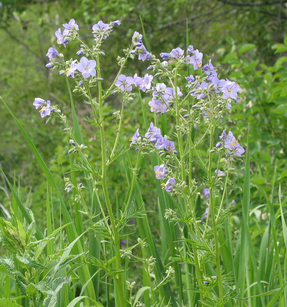 Image of Polemonium caeruleum specimen.