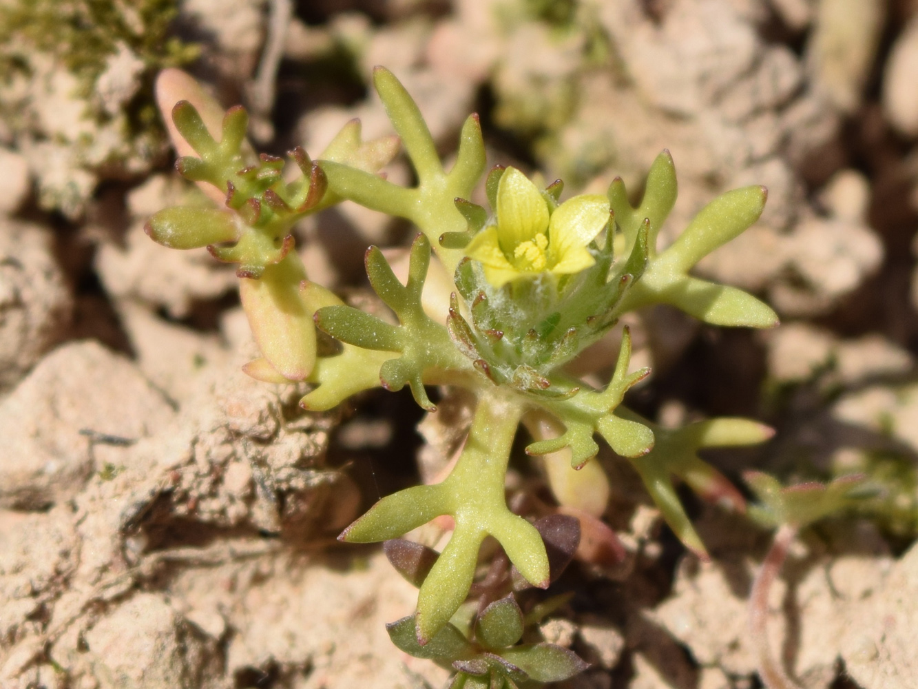 Изображение особи Ceratocephala orthoceras.