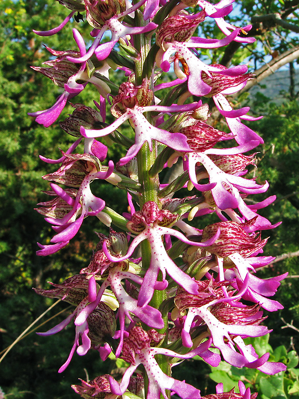 Image of Orchis × angusticruris specimen.