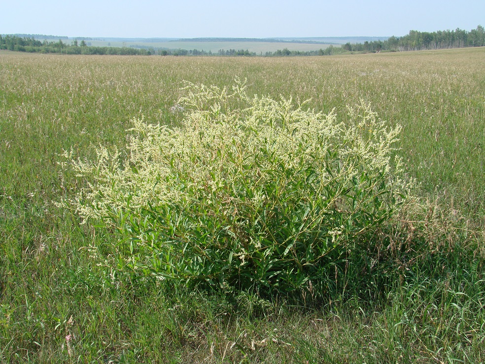 Изображение особи Aconogonon divaricatum.