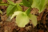 Helleborus caucasicus. Цветок. Республика Адыгея, лиственный лес к востоку от г. Майкоп. 26.02.2016.