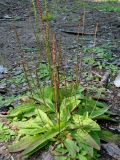 Plantago depressa. Плодоносящее растение. Якутия (Саха), Алданский р-н, берег р. Тимптон, 201 км от устья. 23.08.2011.