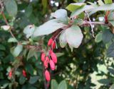 Berberis vulgaris. Верхушка ветки с соплодием. Ленинградская обл., г. Волхов, левый берег р. Волхов, парк Ильинка. 01.09.2009.