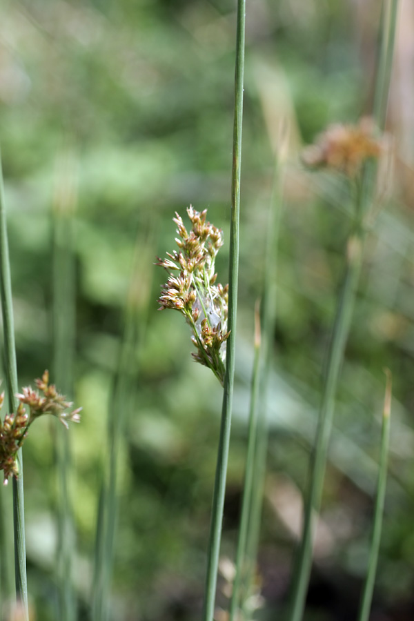 Изображение особи Juncus inflexus.