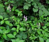 Aconitum alboviolaceum. Верхушка цветущего растения (вокруг растет Pilea mongolica). Приморье, Хасанский р-н, остров Фуругельма, опушка широколиственного леса. 16.08.2015.