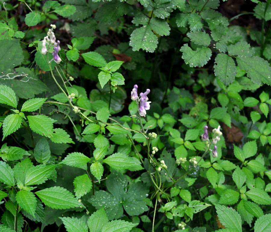 Image of Aconitum alboviolaceum specimen.