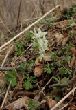 Corydalis malkensis