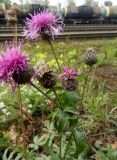 Centaurea scabiosa. Соцветия на разных стадиях развития. Московская обл., ж.-д. станция Люберцы-2, у насыпи. 03.09.2014.