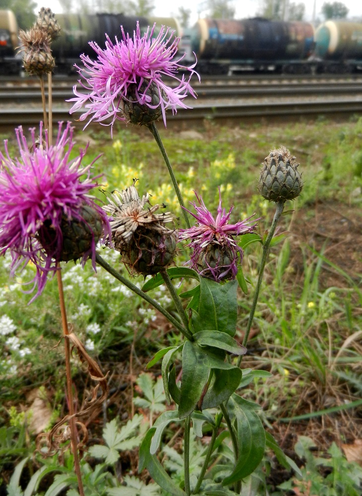 Изображение особи Centaurea scabiosa.