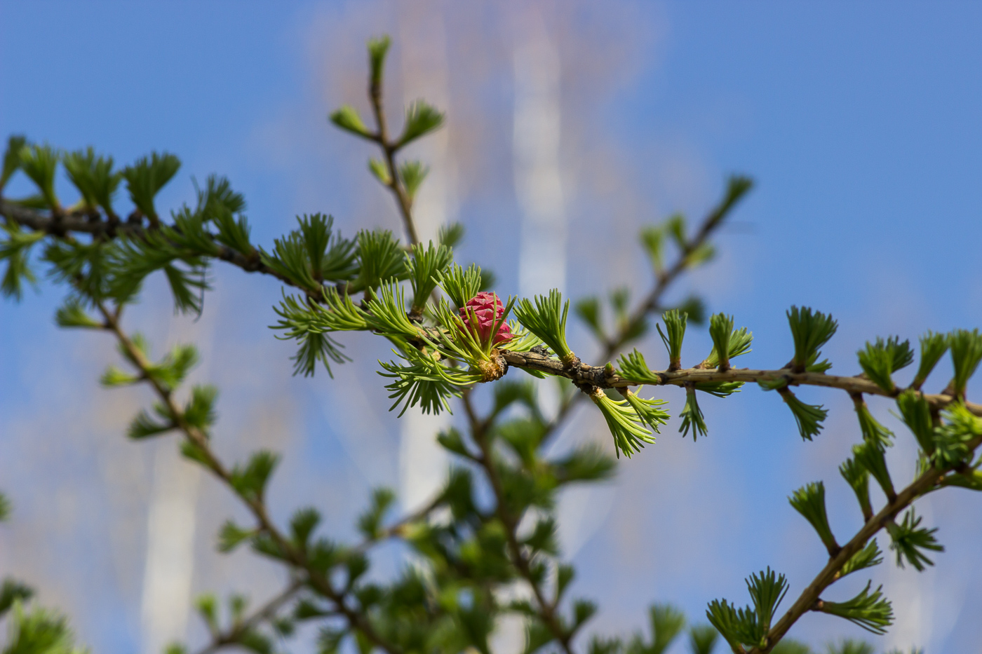 Image of Larix sibirica specimen.