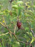 Rosa marginata