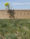 Camelina microcarpa