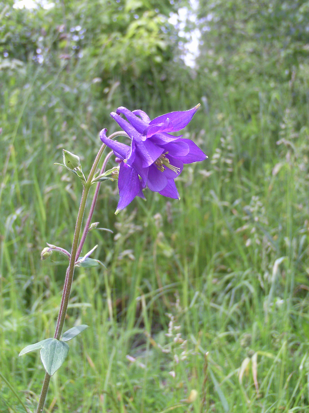 Изображение особи Aquilegia vulgaris.