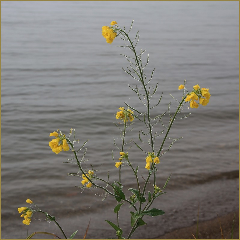 Изображение особи Brassica campestris.