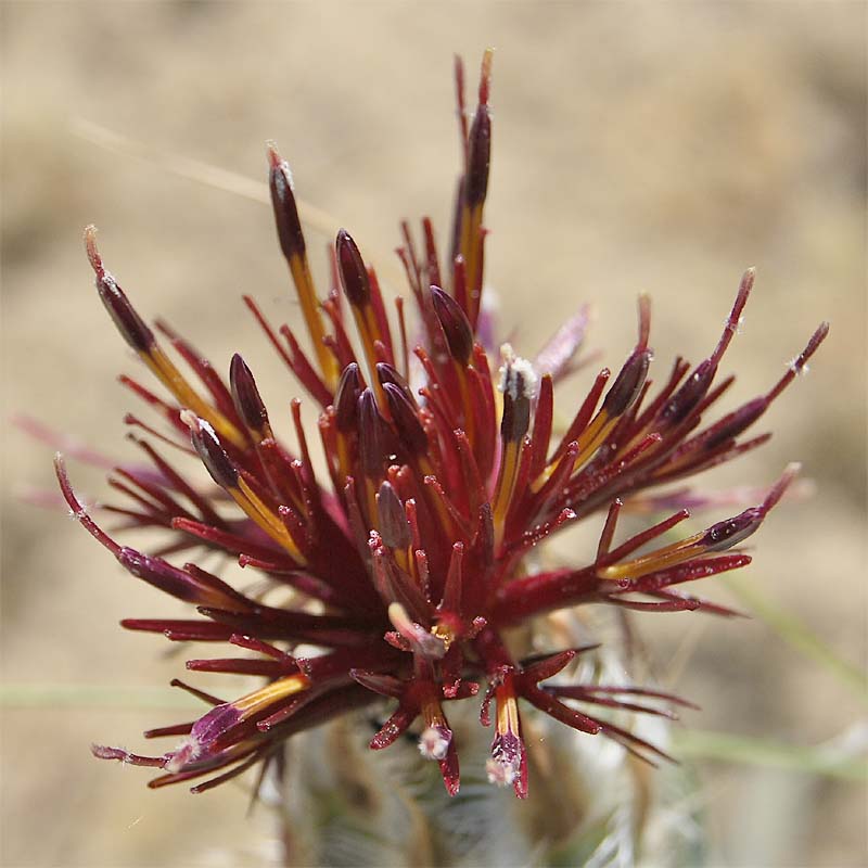 Image of Tomanthea daralaghezica specimen.