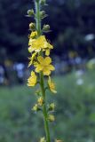 Agrimonia eupatoria