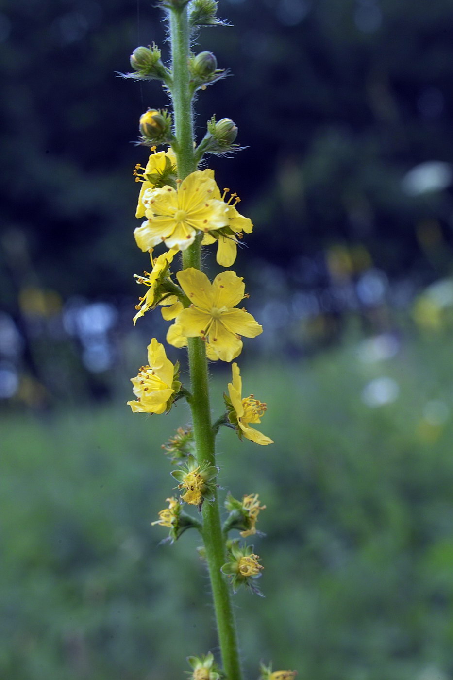 Изображение особи Agrimonia eupatoria.