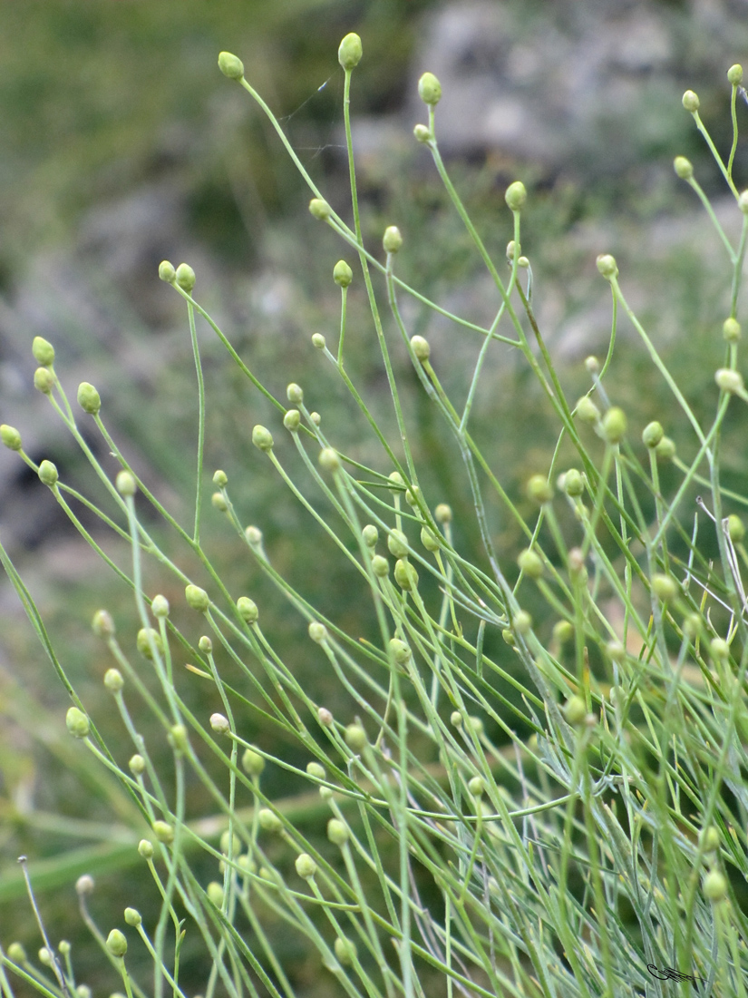 Изображение особи Lepidolopha gomolitzkii.