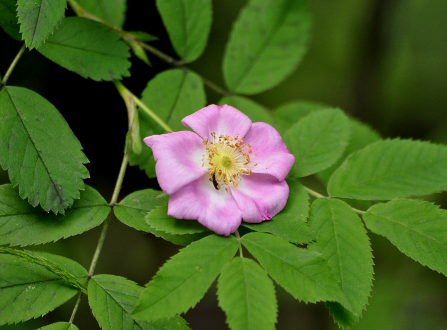 Изображение особи Rosa canina.