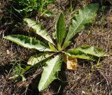 род Verbascum