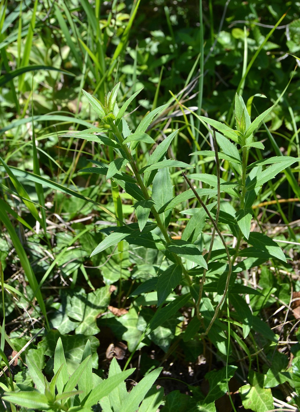 Image of Hieracium scabiosum specimen.