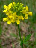 Barbarea vulgaris