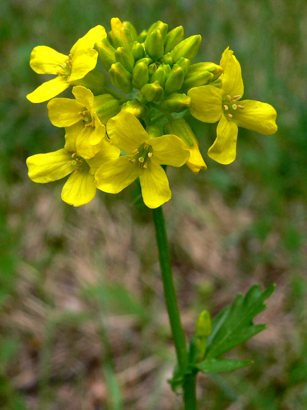 Изображение особи Barbarea vulgaris.