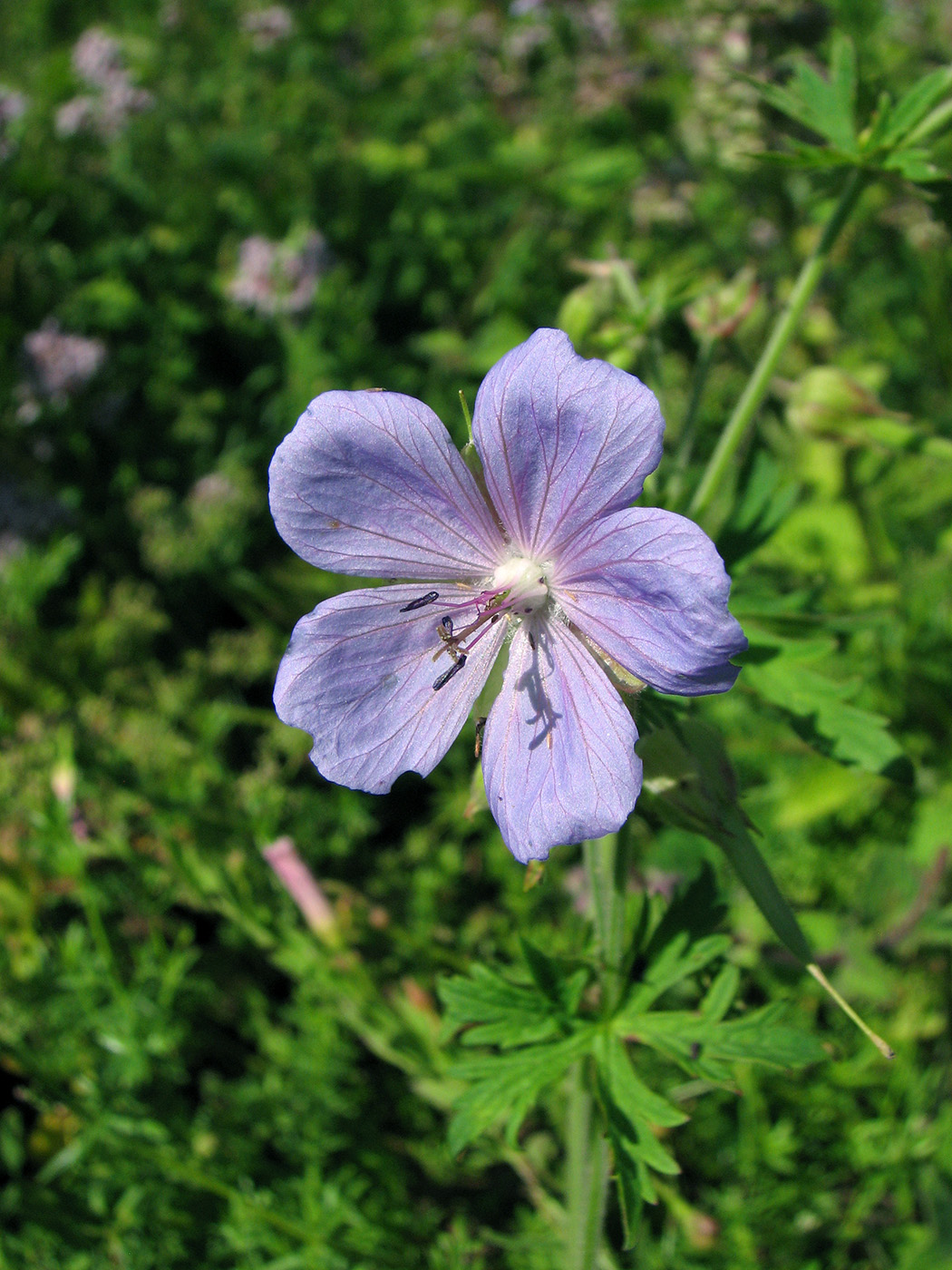 Image of Geranium pratense specimen.