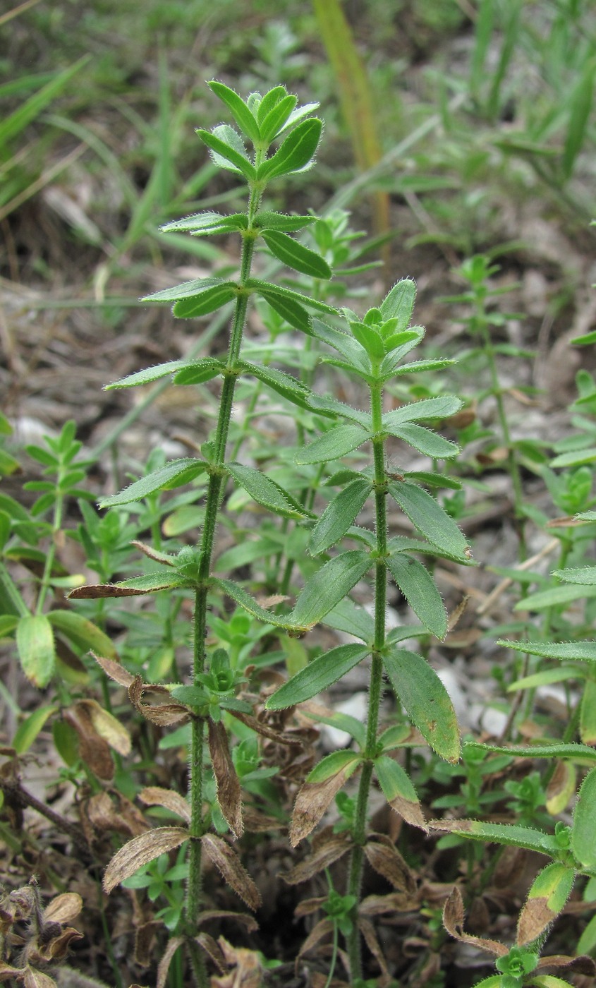 Изображение особи Cruciata pedemontana.