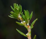 Polygonum aviculare. Верхушка веточки с цветками. Московская обл., Раменский р-н, окр. ж.-д. платформы Хрипань, просека под ЛЭП. дорога. 10.08.2016.