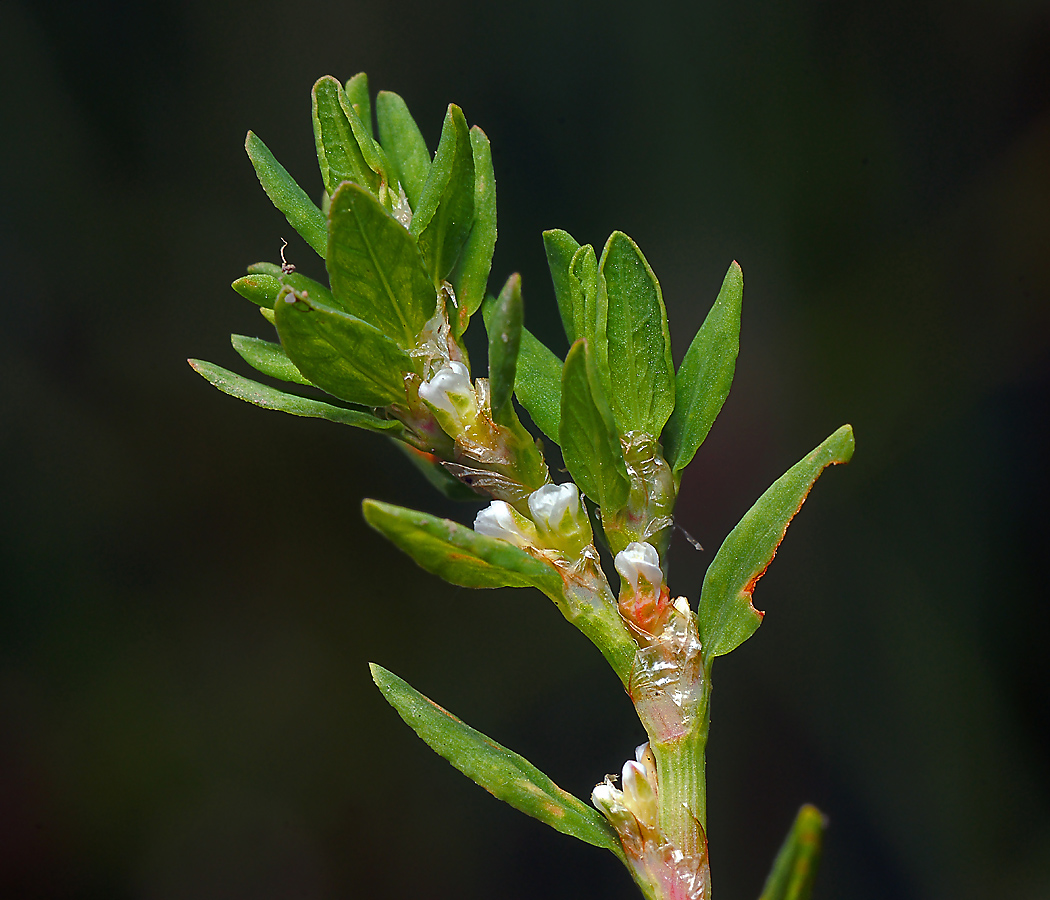 Изображение особи Polygonum aviculare.